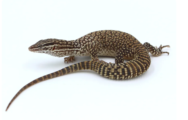Ackie Monitor for Sale