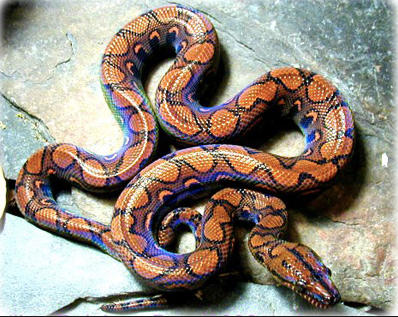 Argentine Rainbow Boa for Sale