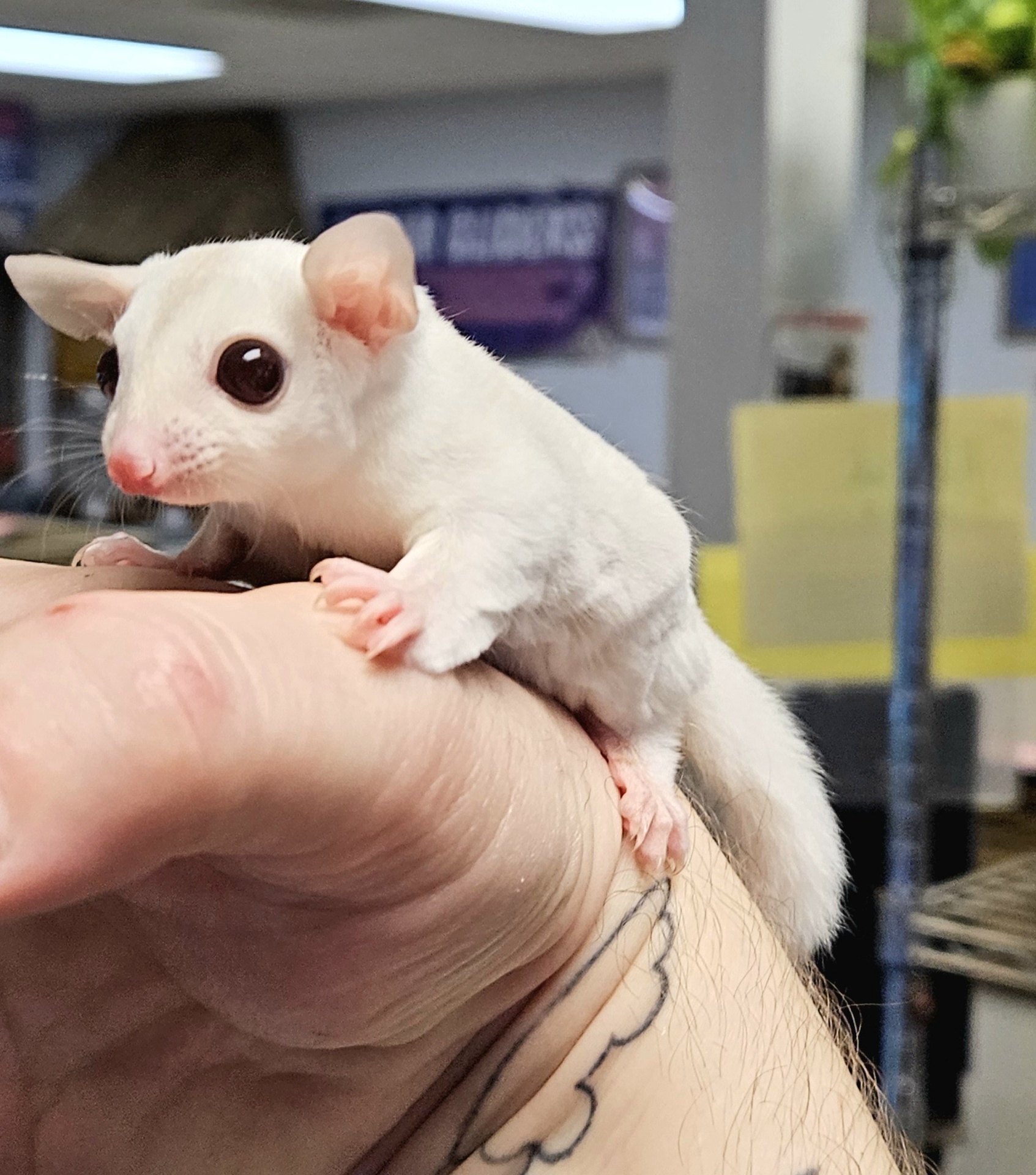 Buy Cremeino Sugar Glider Online