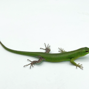 Fire Skink for Sale