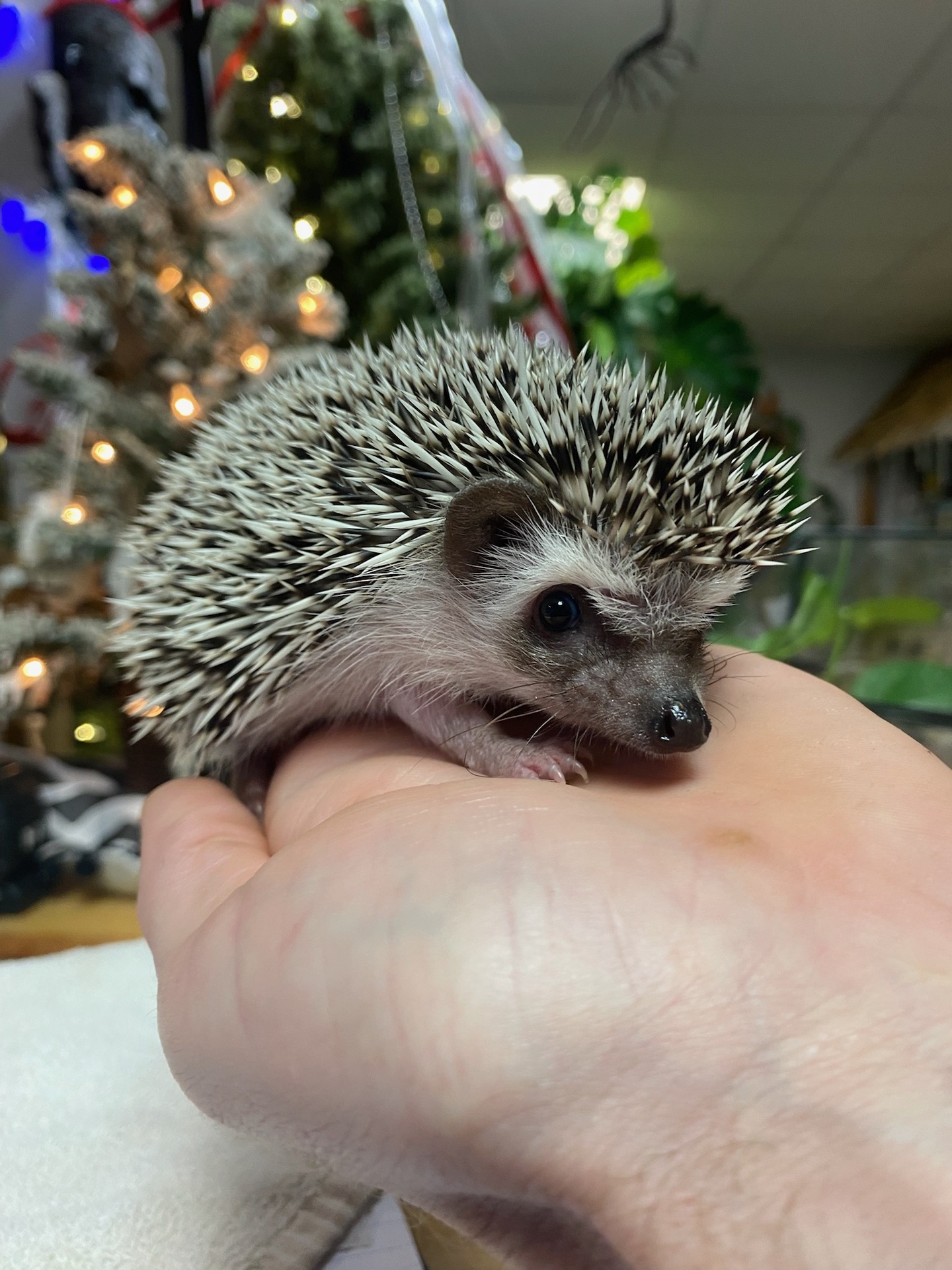Buy Hedgehog babies Online