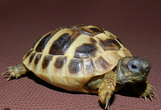 Hermanns Tortoise for Sale