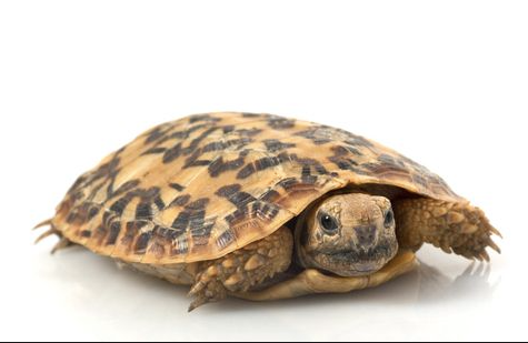 Pancake Tortoise for Sale