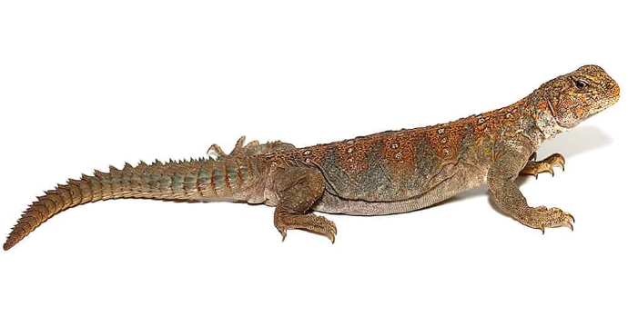 Ocellated Uromastyx for Sale