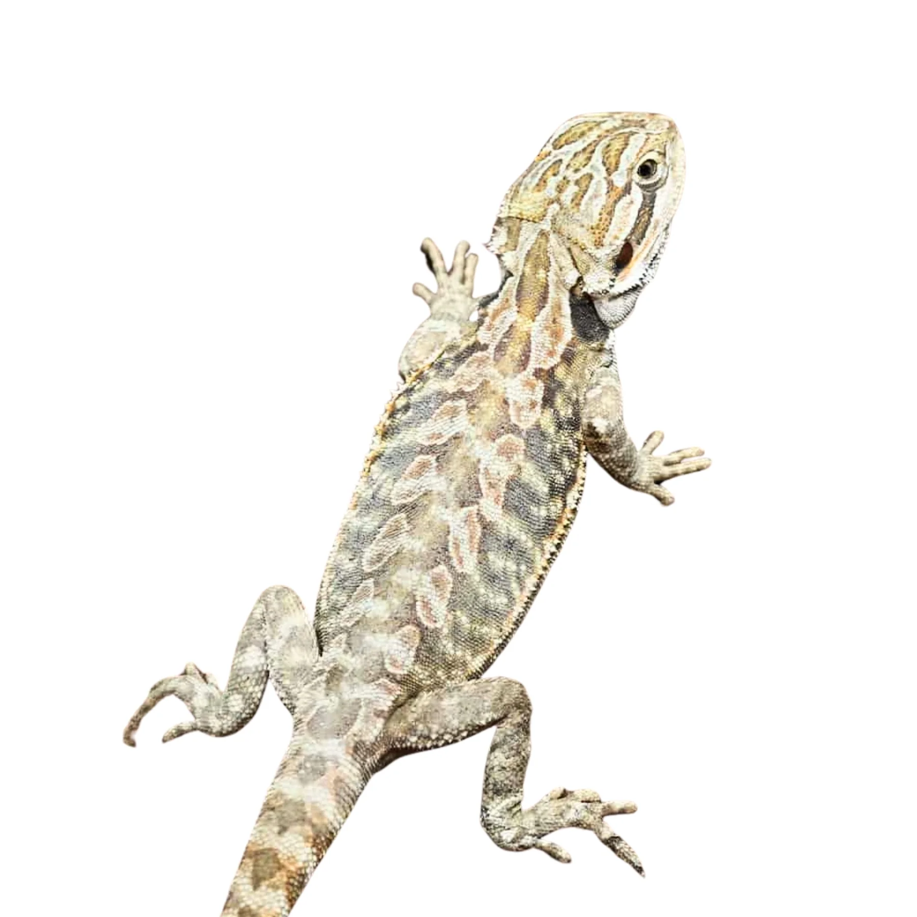 Buy Hypo Leatherback Bearded Dragons Online