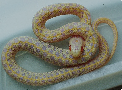 Albino Checkered Garter Snake For Sale