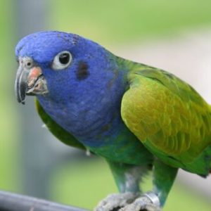 Blue Headed Pionus For Sale