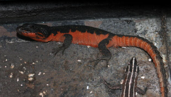 Flame Belly Girdled Tail Lizard for Sale