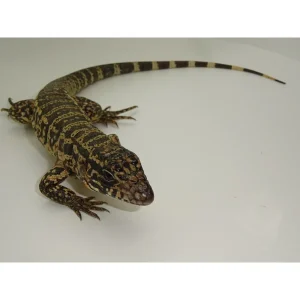 Blue X Red Tegus For Sale